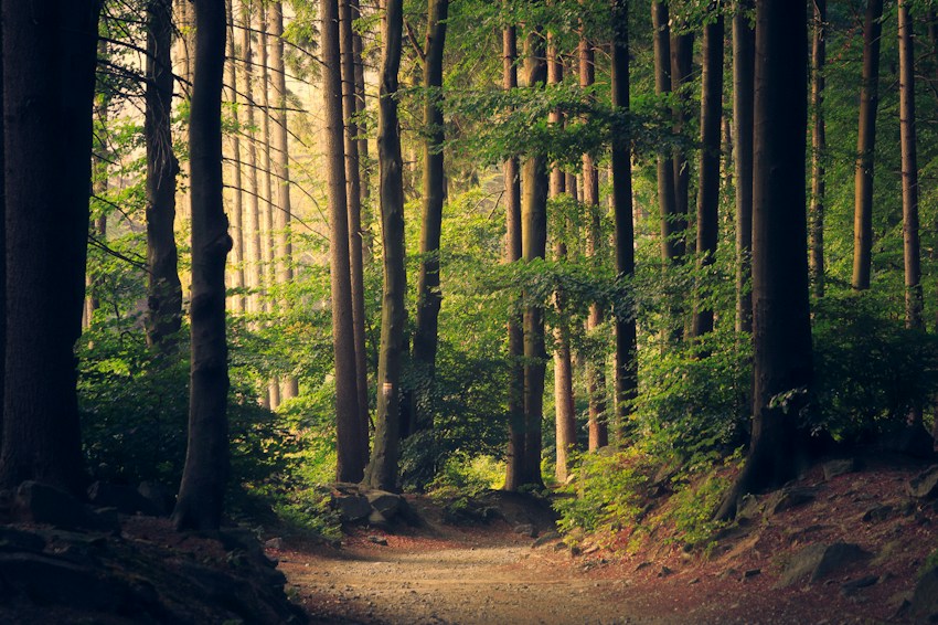 Sunlight through the lush canopy of a forest